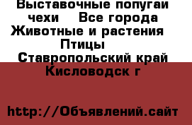 Выставочные попугаи чехи  - Все города Животные и растения » Птицы   . Ставропольский край,Кисловодск г.